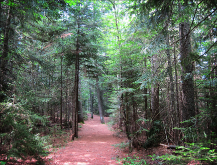 Adirondack Habitats: Conifers along the Heron Marsh Trail